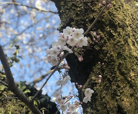 電話で様々な相談に乗ります 誰にも話せない相談から話し相手が欲しい人まで誰でも イメージ1