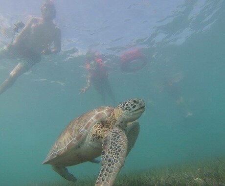 メキシコのユカタン半島へ旅行される方へ、格安観光プランニングのお手伝いをします イメージ2