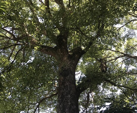仕事環境での心の傷を癒します 職場人間関係で沢山傷を負った私が同じ気持ちで癒します イメージ2