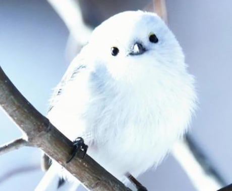 北海道のおばさんがお話聞きます 気分転換にいかがですか(⁠^⁠^⁠) イメージ1