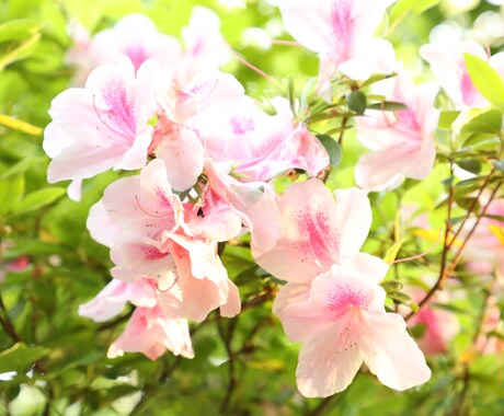 ツツジの写真あります 去年の5月に撮影した、公園に咲く花の写真です。 イメージ1