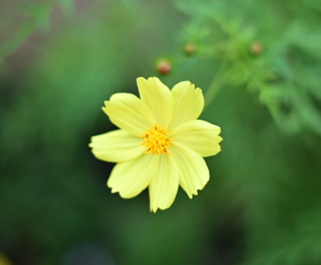 代わりに写真を撮りにいきます オールドレンズで味わい深い写真を撮影いたします イメージ2