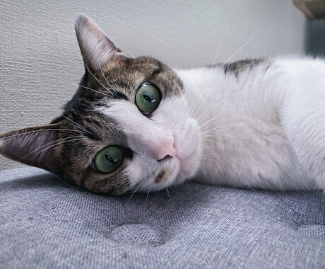 ねこがあなたの悩みを聞きます 猫生が波乱万丈な元野良猫の月見さんがお話聞きます イメージ1