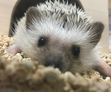 ペットのかわいい写真を撮ります 大切なペットの最高の1枚を残しませんか？ イメージ2