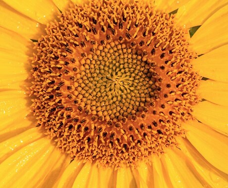 貴方のお誕生日からあなたの長所をお伝えします お誕生日を西暦からお知らせください イメージ2