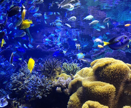 オススメ水族館、プランを提案致します イベントプランナーがあなたの旅をサポート‼︎ イメージ1