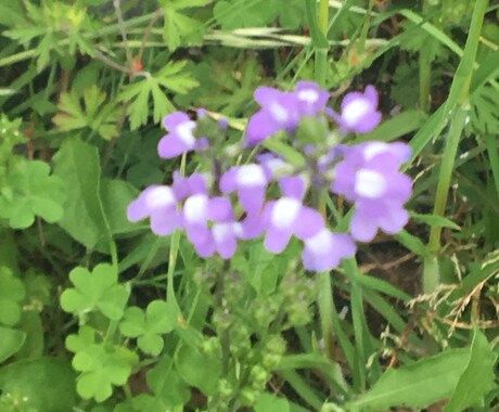 旦那様との関係やお子様の悩みをおききします 。主婦歴、子育て歴23年以上の主婦のカウンセラーです イメージ1