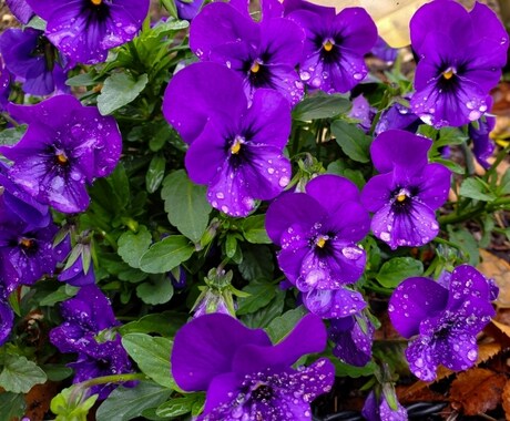 はなかい【3ヶ月分】お花購入で金運アップ目指します 指定の日時にお花を購入して開運、気軽に実践【おまじない】 イメージ1