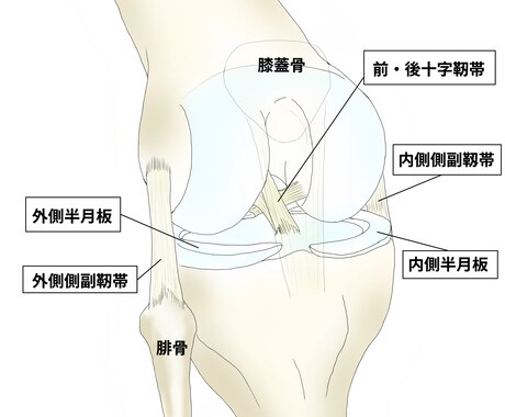 整形外科専門医が医療イラストを描きます 論文用シェーマや患者説明用イラストなどに！ イメージ2