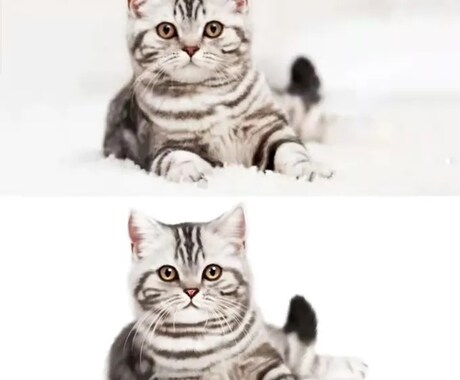 カスタム手描きデジタル犬猫ペットの肖像画ます あなたの写真からのカスタムイラスト イメージ2