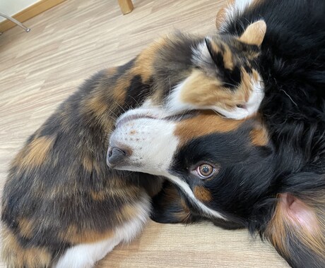 愛犬に関する記事を執筆します 愛犬との快適な暮らしを実現したい方へ。 イメージ2