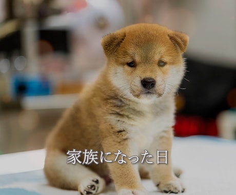 ペットの思い出写真をムメモリアルービーに仕上げます 大切な家族との思い出写真を“スライドショー”にしたい方へ！ イメージ1