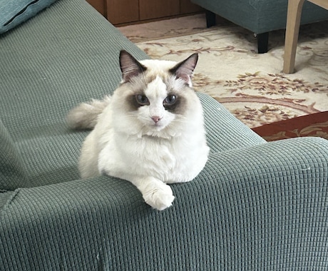 猫ちゃんとあなたの魂のご縁を読み解きます 前世でも繋がっていた？【前世×魂名×オラクル】 イメージ2