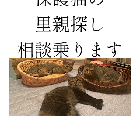 保護猫の里親探しをサポートします 動物看護師が丁寧にアドバイスします イメージ1