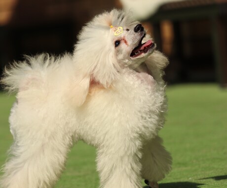 犬のお手入れ・飼い方の相談にのります トリマー歴6年が飼い主さんの不安に寄り添います イメージ1