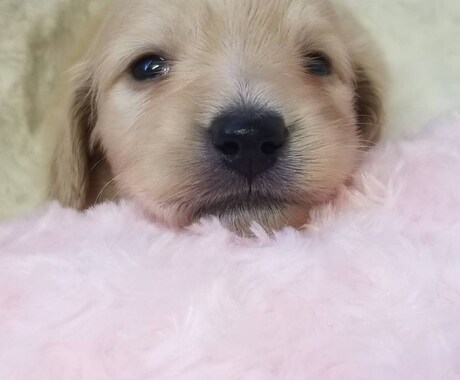 愛犬のこころの落ち着きや穏やかさをサポートします 愛犬の性格や生活環境に合わせてフラワーエッセンスを選びます イメージ1