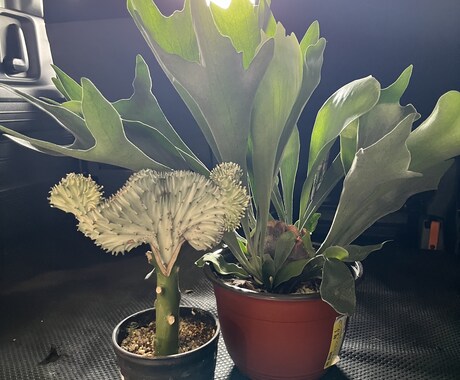 植物のプロが観葉植物のお悩みに答えます 元代官山の花屋の店長がアドバイス イメージ2