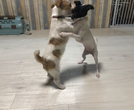 ワンちゃんのお悩み相談受けます ワンちゃんとのスキマ埋めます！ イメージ2