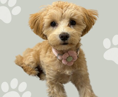 Canvaで編集できる!犬の名刺作成します 犬友さんとの交流やお散歩会におすすめ イメージ2