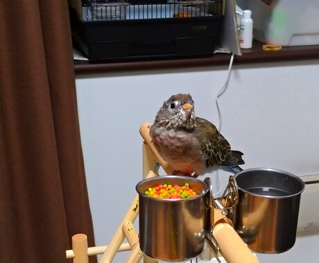 アキクサインコのブリーダーを紹介します インコ飼育経験がある方推奨!! イメージ2