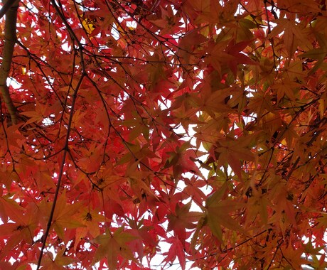 あなたの好きな事、得意な事教えて頂きます 【再開しました！】誰かに伝えたいそんなお話ししてください。 イメージ1