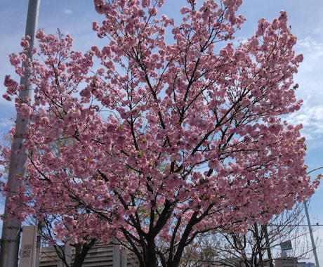 本物の霊視鑑定ます 本物の霊視鑑定を探しているあなたに