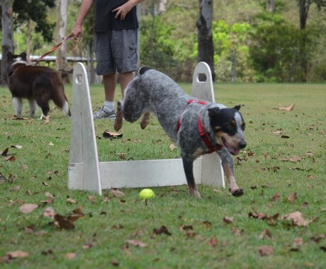 愛犬のしつけにお困りの方！アドバイスを致します 認定資格有り、100頭以上の犬をしつけ、改善をしました イメージ2