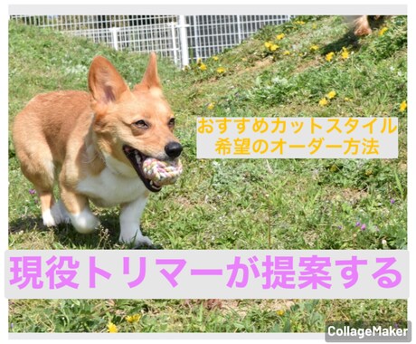 ワンちゃんにオススメのカットスタイル提案します イメージ1