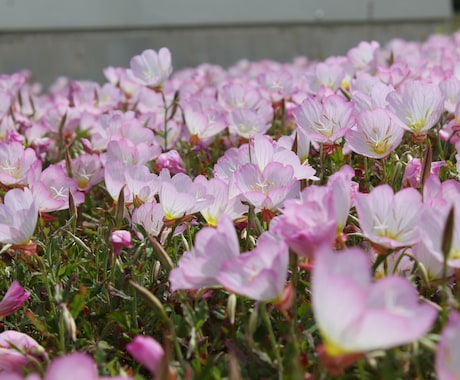 花、夕日、動物などの風景写真等を販売たいします 癒しが必要な方！素敵な写真をご提供します！ イメージ2