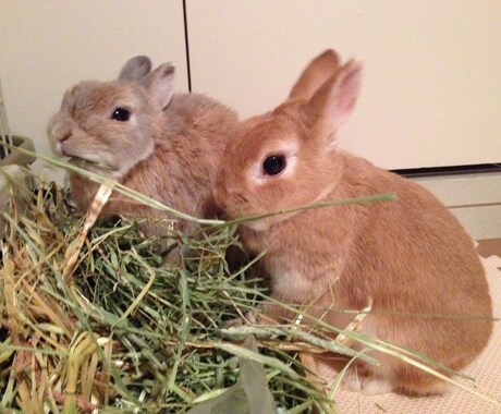 うさぎさんの飼い方アドバイスします うさぎ専門シッターがあなたの大切なうさぎさんのお悩み解決！ イメージ2