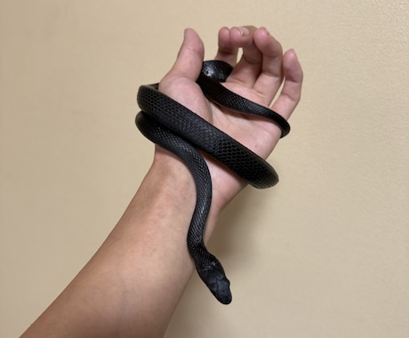 元ショップ店員100匹飼育のプロが爬虫類相談します 大型蛇からヤモリまで！拒食や飼育環境の悩みをプロが解決 イメージ1