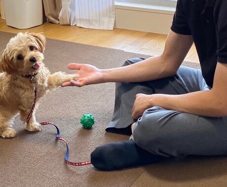 オンラインで犬のトレーニングを行います しつけ・トレーニングのアドバイス可能！　30分3000円 イメージ1