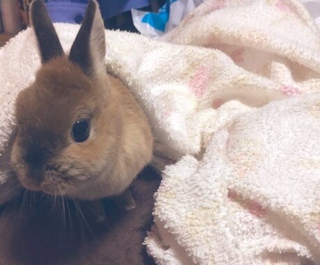 小動物関係の相談受けます 10年間動物看護師で働いてました♫ イメージ2