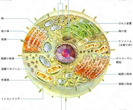お試し版)現役医学部塾講師が受験生物教えます 暗記ではなくストーリーで身につける受験生物 イメージ1