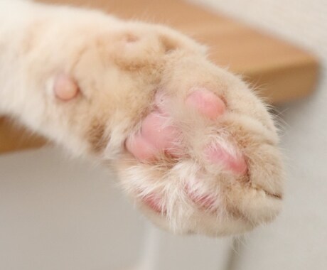 動物に関する記事作成します ☆犬・猫・小動物お任せください♪ イメージ1