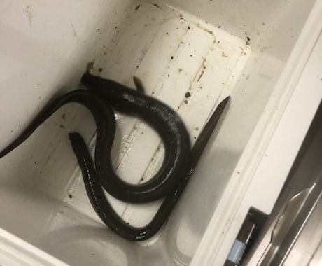 天然うなぎの釣り方教えます 天然うなぎを釣ってみませんか？ イメージ2