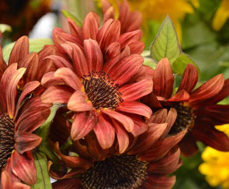 現役花屋がお花屋さんになりたい方にアドバイスします 憧れのお花屋さん・フローリストのお仕事についてお答えします イメージ1