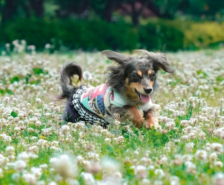 ペットの可愛い表情を撮影します ペットとの大切な日常の思い出を写真に残しませんか？ イメージ1