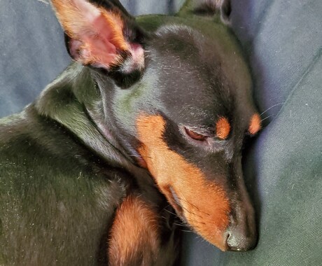 大切な家族(ペットちゃん)の気持ちをお聞きします 動物の気持ちをお聞きし、飼い主様にお伝えします。 イメージ1