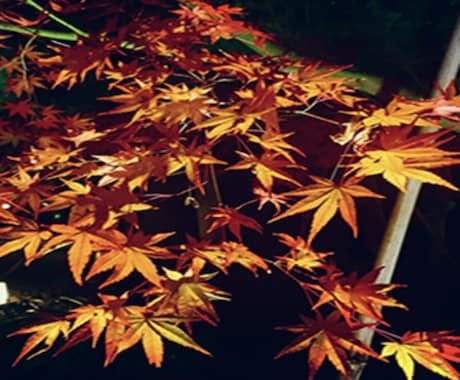 紅葉を見に行きます 紅葉を見て秋の風物詩を感じてほしい。 イメージ1