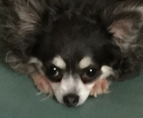 相談にのります 相談事、家族関係、犬の世話の相談。 イメージ1