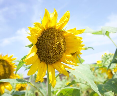 どんな暴言も受け止めます 人に言えない愚痴や暴言を遠慮なく。さっぱりした気持ちに イメージ1