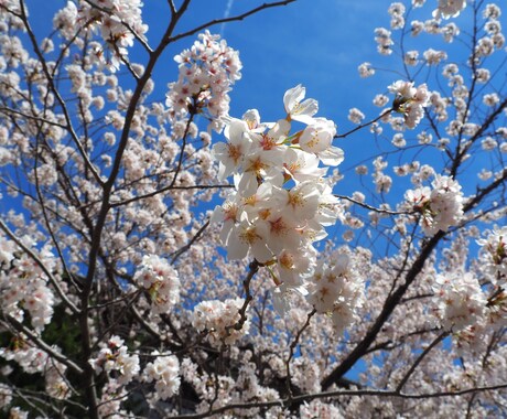 一眼レフで撮影した風景画等を提供します 女子大生が撮った高画質写真をお届けします！ イメージ2