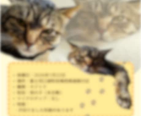 迷子ポスターや広告、フライヤーなどの作成します さらっと作成しちゃいますがこだわり条件教えてください！ イメージ2