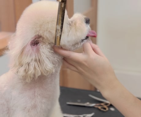 自宅トリミングサロンオープンのお手伝いします 準備からオープンまでの1ヶ月何度でもアドバイスします イメージ1