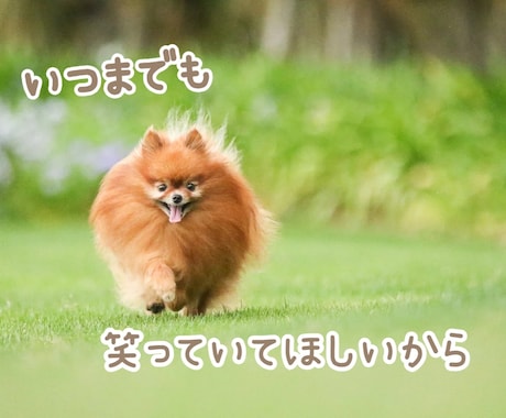 現役動物介護士が老犬・老猫の悩みやご相談にのります お仔さまの不安や悩み、介護のSOSなどご相談ください！ イメージ1
