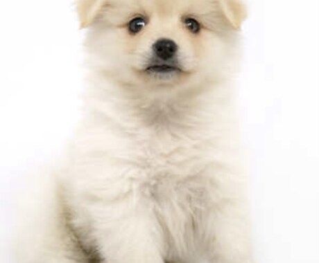 オスの交配犬見せます 顔が可愛い。この頃ポストから郵便物をとってきてくれます。 イメージ2