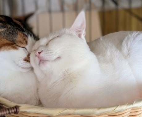 猫さんがほぐれる猫マッサージのツボ教えます 愛猫さんの健康を保つ獣医師監修のマッサージ術 イメージ1