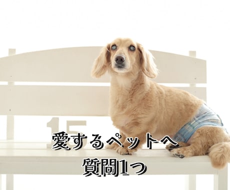 愛するペットへ質問できます はいかいいえで答えられる質問を聞いてみましょう。 イメージ1
