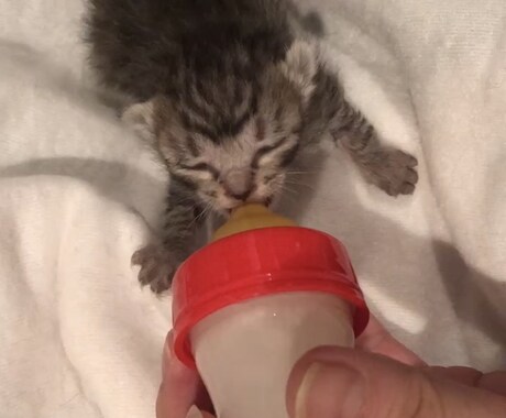 保護子猫の育て方（初心者歓迎）丁寧にサポートします 乳飲み子猫の命をつなぐ技術と知識、伝えます,ﾟ.:｡+ﾟ イメージ2